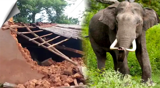 Chhattisgarh | Four persons trampled to death in elephant attack