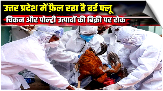 Bird flu confirmed in Rampur; sale of chicken, eggs banned for 21 days