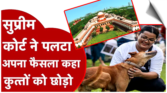SC modifies dog order: Strays to be released after shots, but no street feeding