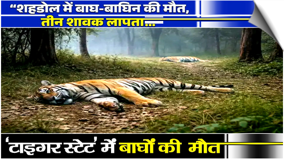 Two tigers electrocuted in Madhya Pradesh's Shahdol; nine big cat deaths in state since Jan 1, India