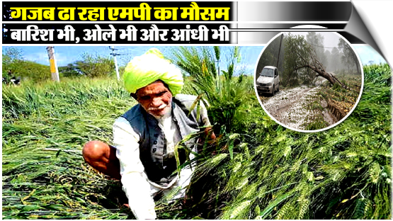 India | Havoc Wreaked by Hailstorm, heavy rains lash, Strong Winds; Two Dead MP, farmers suffer crop losses