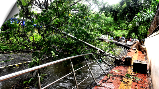 Cyclone ‘Mandus’ left a trail of devastation in Tamil Nadu, trees fell and electric poles were uprooted, rescue work continues