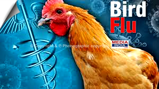 Bird flu Alert in Jharkhand as more than one thousand chickens died in Bokaro