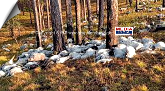 Uttarakhand | Lightning strikes killed more than 350 goats and sheep in the Khattu Khal forests of Uttarkashi