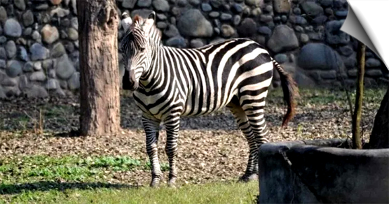 Female zebra in Lucknow Zoo dies in freak accident