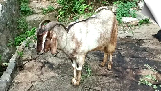 उत्तराखंड: पिथौरागढ़ में अज्ञात बीमारी का कहर, सैकड़ों मवेशी चपेट में