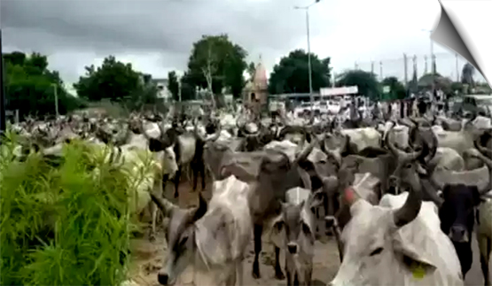 Karnataka | BJP worker arrested for illegally transporting cows to sell
