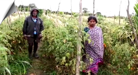 Thieves decamp with tomatoes worth Rs 2.5 lakh in Karnataka’s Hassan