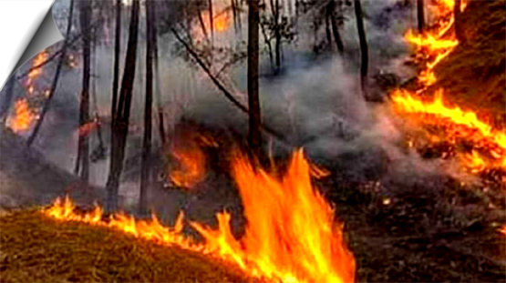 400 people burnt alive in hawaii forest fire Hundreds missing, 115 dead so far